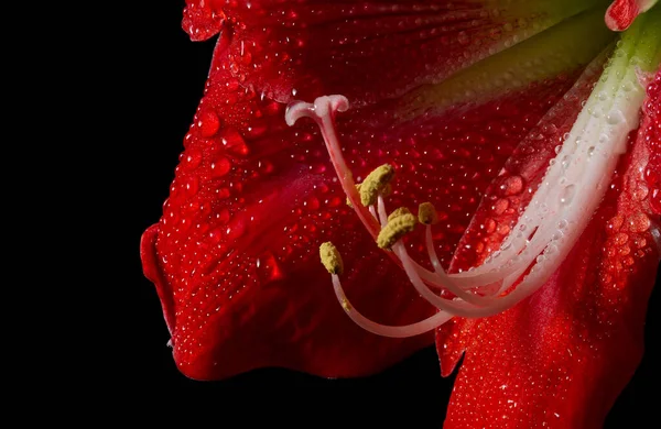 Flor Amarilis Roja Vibrante Sobre Fondo Negro Mostrando Delicada Belleza — Foto de Stock