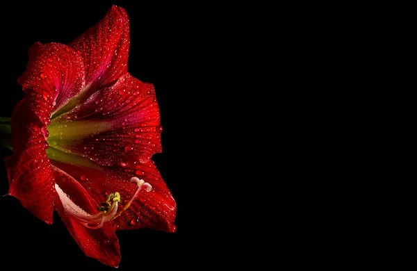 Ζωντανό Κόκκινο Λουλούδι Amaryllis Μαύρο Φόντο Αναδεικνύοντας Λεπτή Ομορφιά Στη Royalty Free Φωτογραφίες Αρχείου