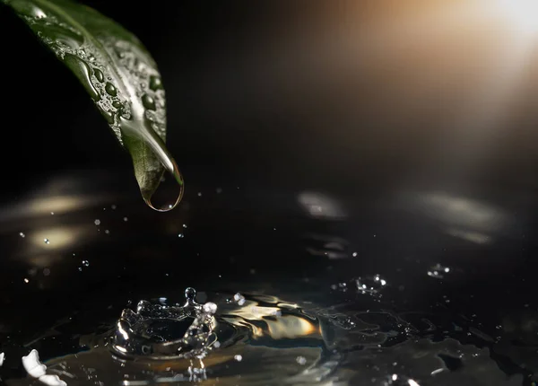 Капля Воды Падает Зеленого Листа Спокойный Водоем Создавая Рябь Брызги — стоковое фото