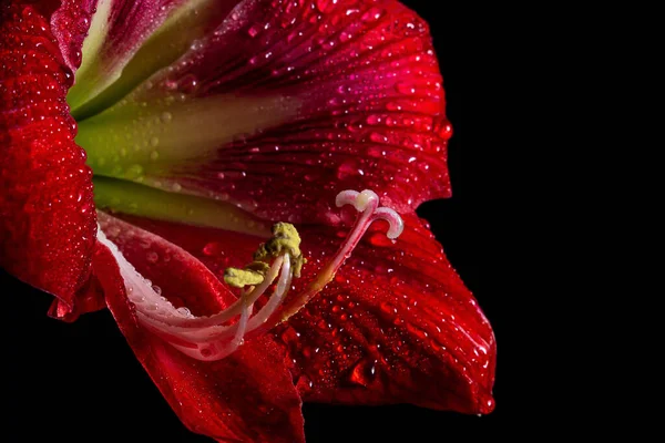 Vibrant Red Amaryllis Flower Black Background Showcasing Delicate Beauty Nature — Stock Photo, Image