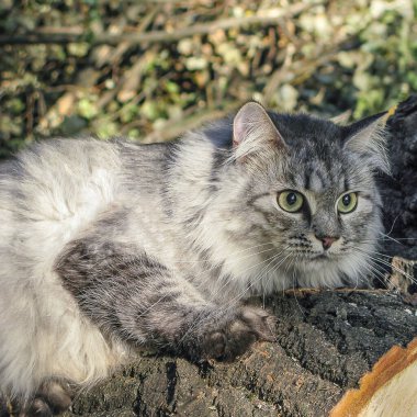 Ormanda uzun bıyıkları olan sevimli, tüylü, gri evcil kedi.
