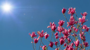 Açık mavi gökyüzü tarafından çerçevelenmiş tek bir pembe manolya çiçeği..