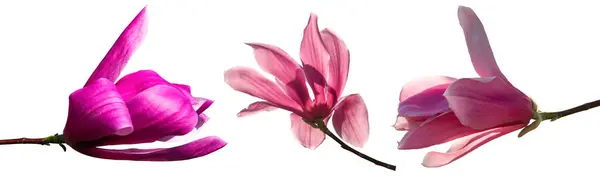 Beyaz arkaplanda, Tam Çiçekli Pembe Manolya Çiçeğinin Yakın Görüntüsü