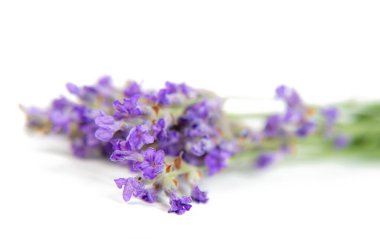 Beyaz Arkaplanda Lavanta Çiçeklerinin Yakın Çekimi