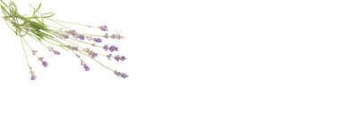 Beyaz arka planda köşede duran lavanta tozu. Sapları bir çerçeve şekli oluşturmak için yayılmış..