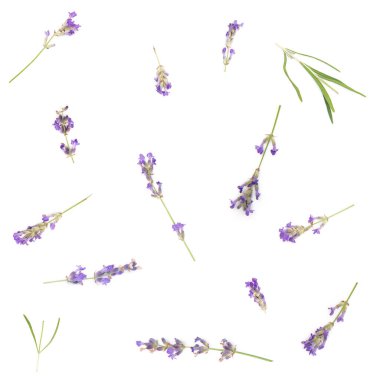 Beyaz Arkaplanda Lavantalı Sprigs 'in kusursuz deseni