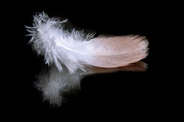 Yansıtıcı siyah bir yüzeyde uzanan yumuşak, narin bir tüyün makro görüntüsü karmaşık ayrıntılarını ve güzelliğini gözler önüne seriyor..