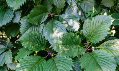 Canlı yapraklarla yemyeşil yaprakların yakın çekimi güneş ışığının tadını çıkarıyor, doğanın güzelliğini ve tazeliğini sergiliyor..