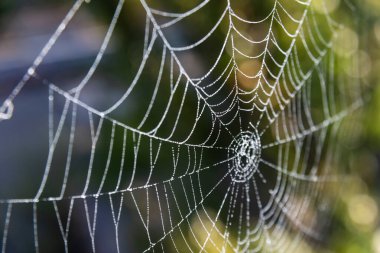 A spider web covered in dew shines brightly as the morning sun illuminates the surrounding foliage, showcasing nature's intricate design. clipart