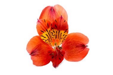 Alstroemeria çiçeğinin canlı kırmızı taç yaprakları eşsiz işaretler göstererek, yazın bahçelere parlak renkler ve dokularla cazibe katıyor..