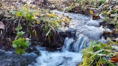 Huzurlu bir ormanda sonbahar yapraklarının arasından akan küçük bir dere.