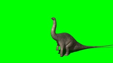 Apatosaurus Eating on Green Screen