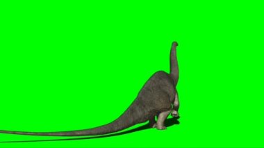Apatosaurus Eating on Green Screen
