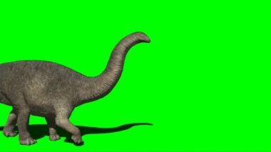 Apatosaurus Walking on Green Screen