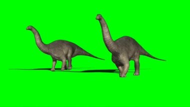 Apatosauruses Walking on Green Screen