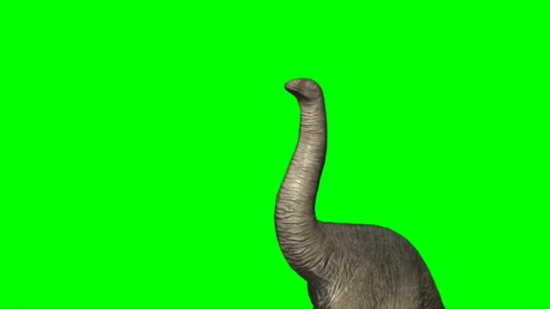 Апатозавр Ест Зелёном Экране — стоковое видео
