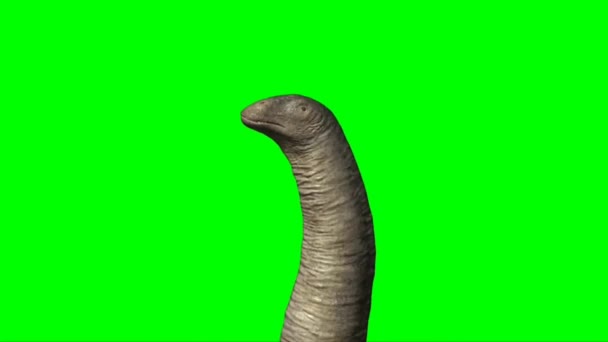 Апатозавр Їсть Зеленому Екрані — стокове відео