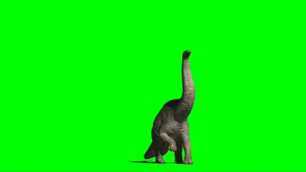 Apatosaurus Eating Green Screen — ストック動画