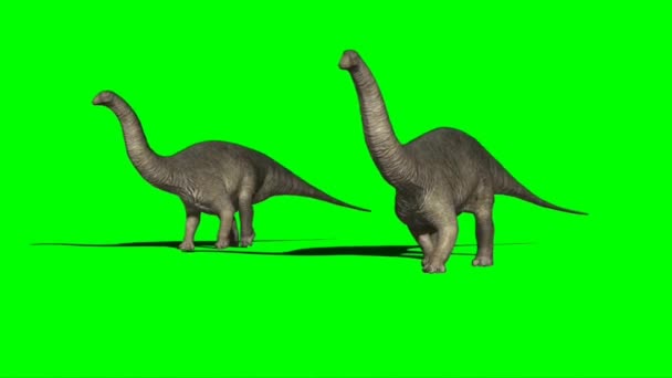 Apatosauruses Walking Green Screen — Stockvideo