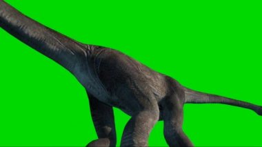 Brachiosaurus Looking on Green Screen