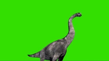 Brachiosaurus Roaring on Green Screen