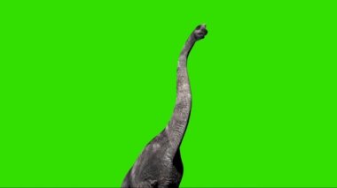 Brachiosaurus Roaring on Green Screen
