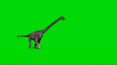 Brachiosaurus Walking on Green Screen