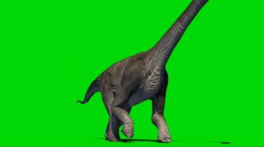 Brachiosaurus Walking on Green Screen