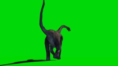 Yeşil Ekranda Yürüyen Brachiosaurus