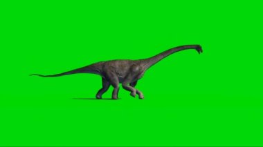 Brachiosaurus Walking on Green Screen