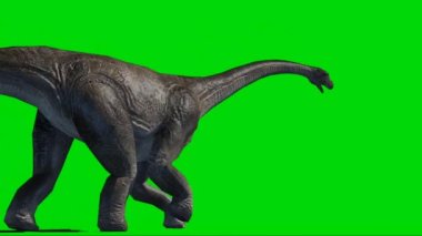Brachiosaurus Walking on Green Screen