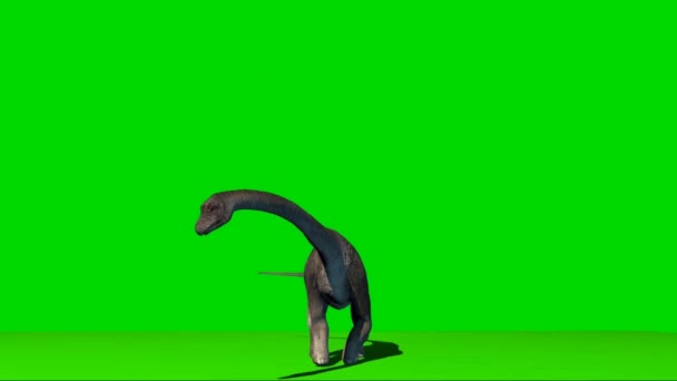Brachiosaurus Looking Green Screen — Stok video