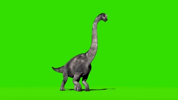 Brachiosaurus Brüllt Auf Grünem Bildschirm — Stockvideo