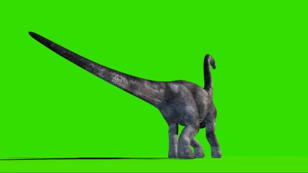 Brachiosauro Ruggente Sullo Schermo Verde — Video Stock