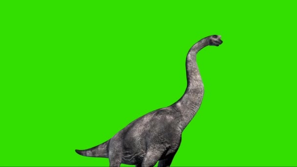 Brachiosauro Ruggente Sullo Schermo Verde — Video Stock