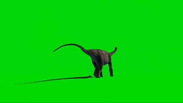 Brachiosauro Che Cammina Sullo Schermo Verde — Video Stock