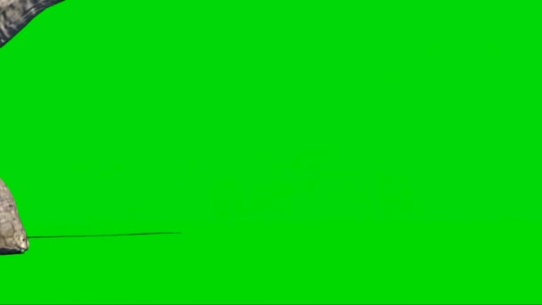 Брахими Шагает Зеленому Экрану — стоковое видео