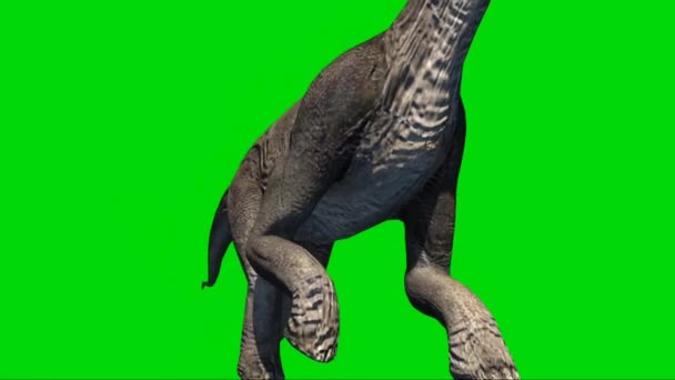 Brachiosaurus Loopt Groen Scherm — Stockvideo