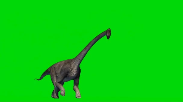 Brachiosaurus Walking Green Screen — Vídeo de Stock