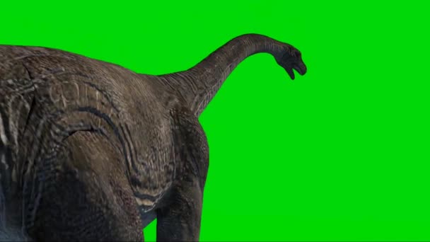 Brachiosaurus Walking Green Screen — Stok video