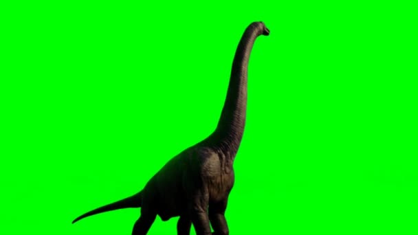 Brachiosaurus Walking Green Screen — Vídeo de stock