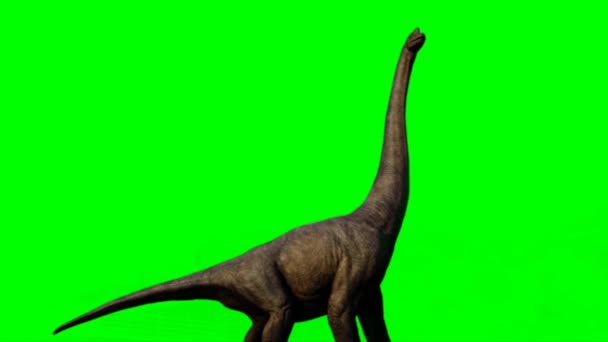 Brachiosaurus Caminhando Tela Verde — Vídeo de Stock
