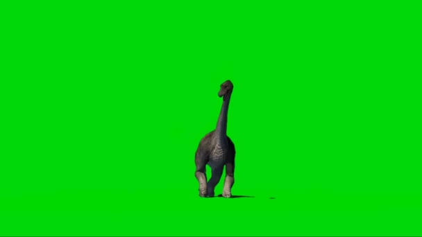 Brachiosaurus Walking Green Screen — Stok video