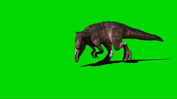 Giganotosaurus Brullen Groen Scherm — Stockvideo