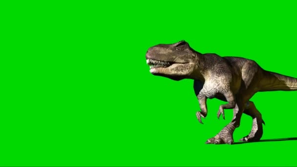 Giganotosaurus Marcher Sur Écran Vert — Video