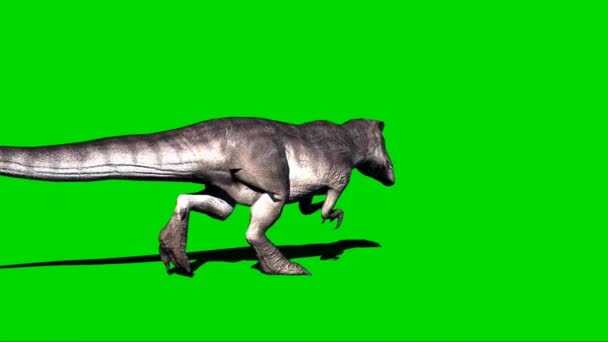 Giganotosauro Che Cammina Sullo Schermo Verde — Video Stock