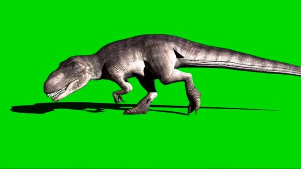 Giganotosaurus Περπατώντας Πράσινη Οθόνη — Αρχείο Βίντεο