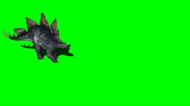 Stegosaurus Walking on Green Screen