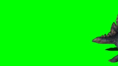 Stegosaurus Walking on Green Screen