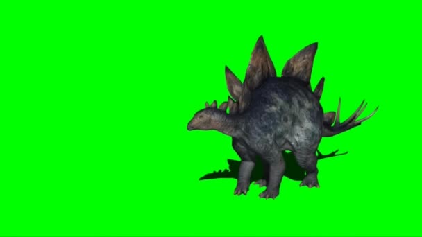 Stegosaurus Attacking Green Screen — Wideo stockowe